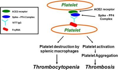 Corrigendum: FcγRIIa—dependent platelet activation identified in COVID-19 vaccine-induced immune thrombotic thrombocytopenia-, heparininduced thrombocytopenia, streptokinase- and anisoylated plasminogen-streptokinase activator complex-induced platelet activation